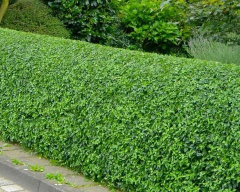 Ligusterhecke in einem deutschen Garten