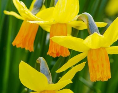 3x Narcissus cyclamineusJetfire Topf-Ø 9 cm Blumenzwiebeln Narzissen Gelbe Narzissen Zwiebeln Höhe 19-22 cm 