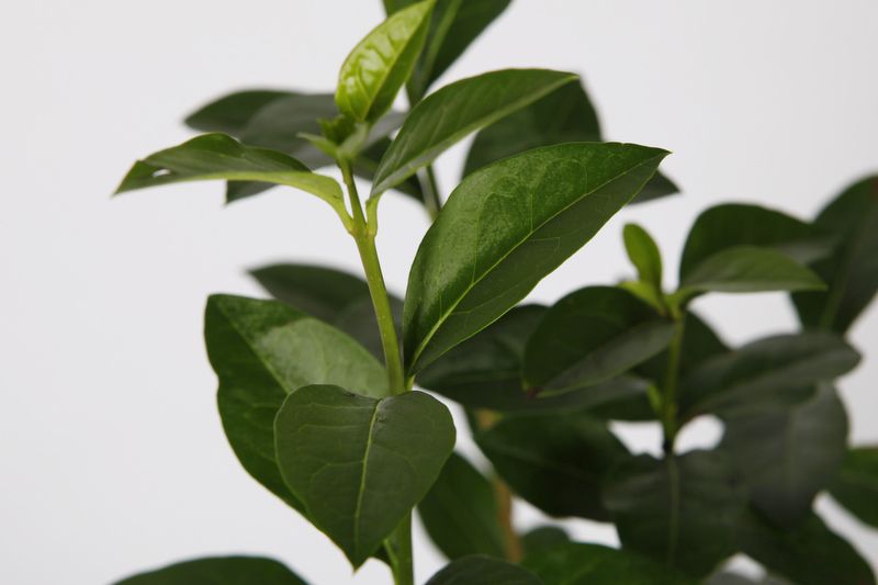 70 Stück Liguster ovalifolium Heckenpflanze immergrüne Hecke 20-30 cm