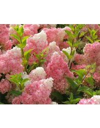 Rispenhortensie 'Vanille Fraise'