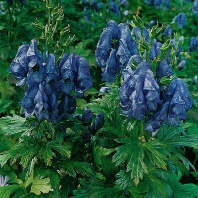 Eisenhut (Aconitum) - Stauden