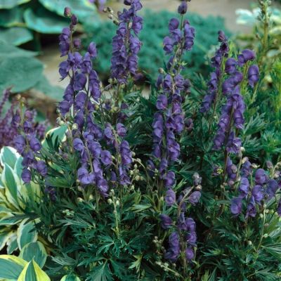 Eisenhut (Aconitum) - Stauden