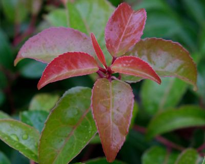 Kirschlorbeer-Hecke fr Vgel und Insekten