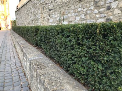 nopal kaktus pflanze kaufen Nopal Kapseln – Chrüterhüsli AG main image 1