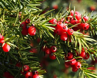 Eibe online kaufen - Taxus