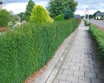 Eibe online kaufen - Taxus