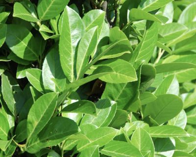 Kirschlorbeer online kaufen - Prunus laurocerasus