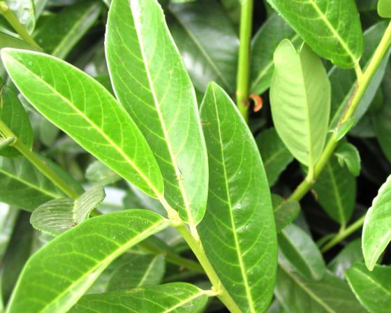 monstera japan Monstera Adansonii Yellow Variegated Japan main image 1