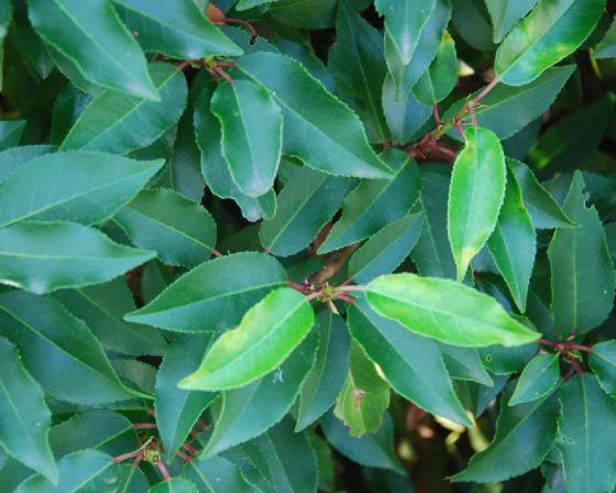 philodendron gloriosum xl 4