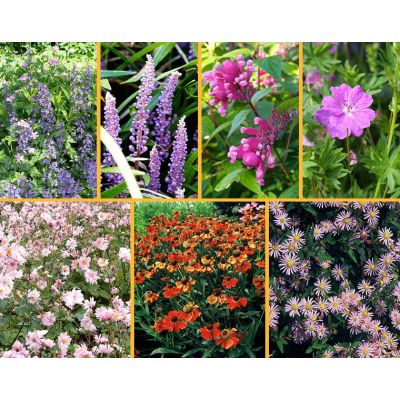 Herbstblühendes Beet Paket  (Staudenmischung) 