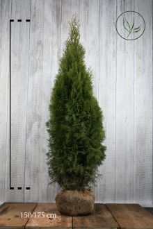 Lebensbaum Smaragd 50 Thuja  20-25 cm T9x9 Hecken Profiqualität 