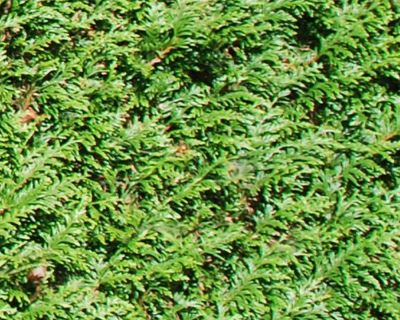 Thuja 'Atrovirens'
