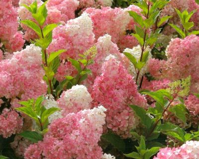 Rispenhortensie 'Vanille Fraise'