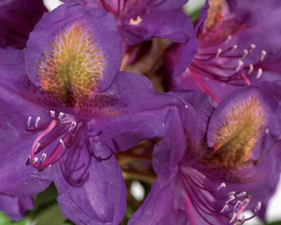 Rhododendron 'Marcel Menard'