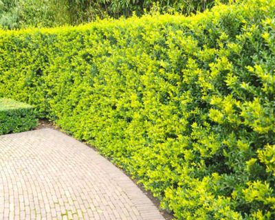 Japanische Stechpalme 'Green Hedge'