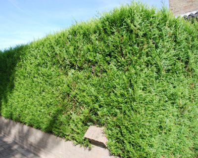 Thuja 'Martin'