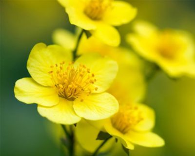 Waldsteinia