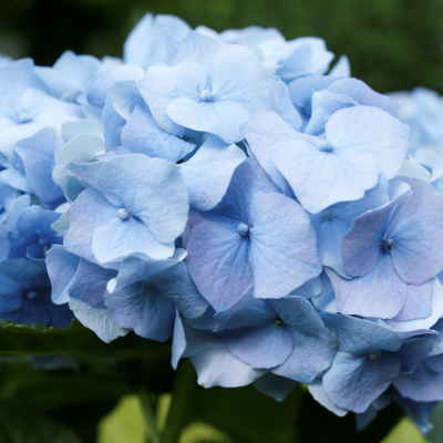 Hortensie 'Nikko Blue'