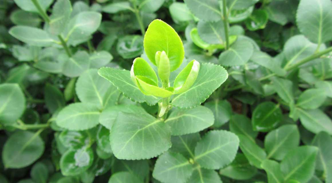 Klima Asien
