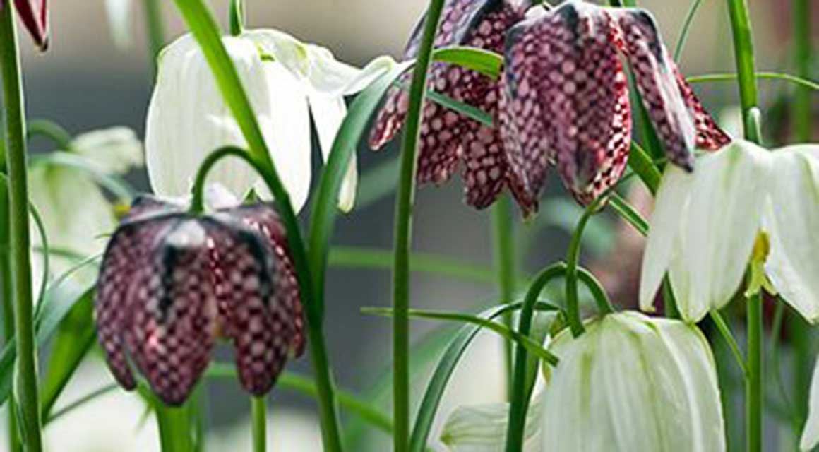 Beeindruckende Farben Schachbrettblume