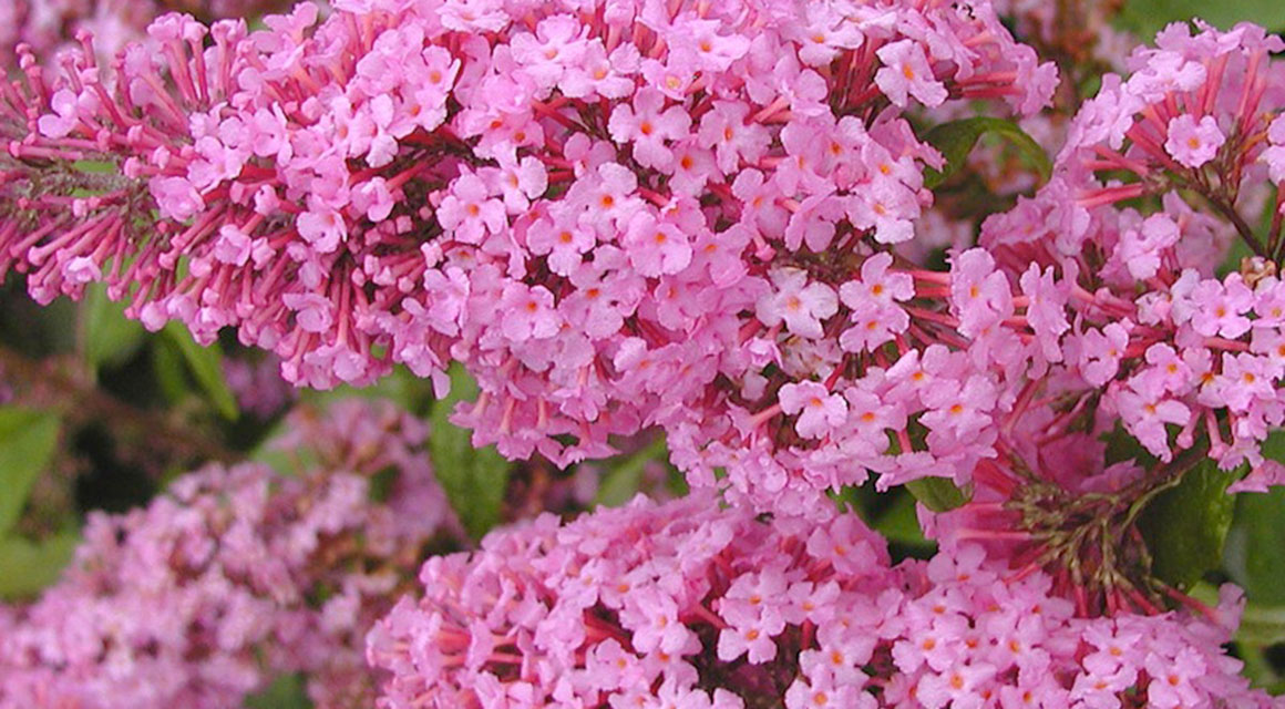 Blumenpracht in einem Stadtgarten