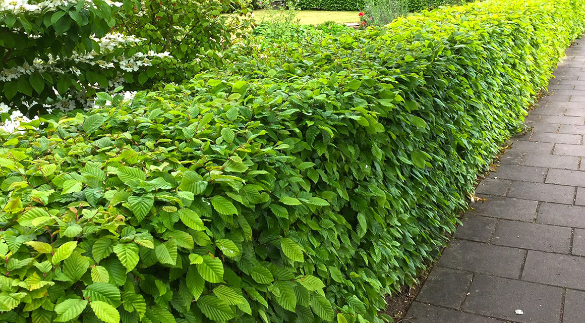 Die Hainbuche
