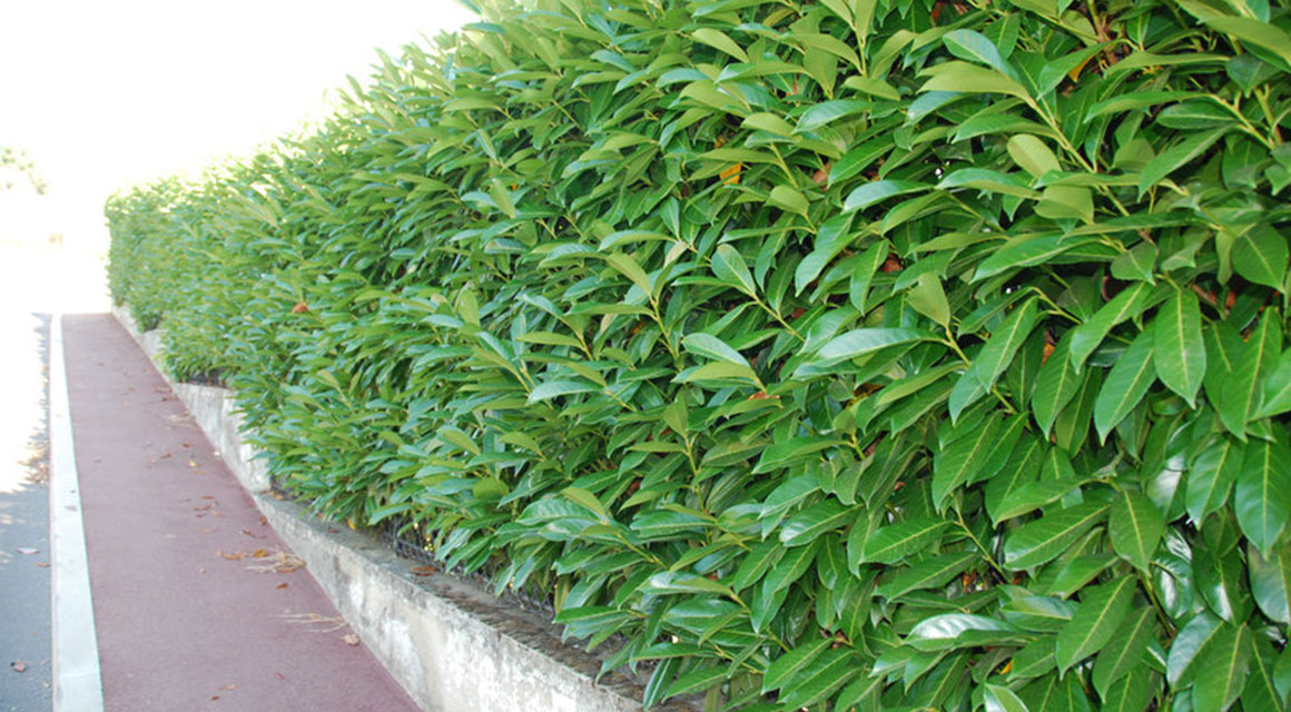 Eine erfrischende Hecke in Stadtnähe