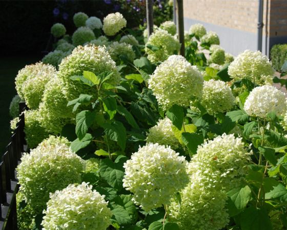 Hortensie Annabelle
