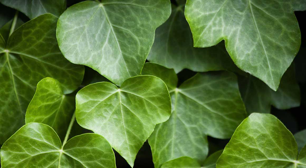 Kletterpflanzen für die Hecke online kaufen