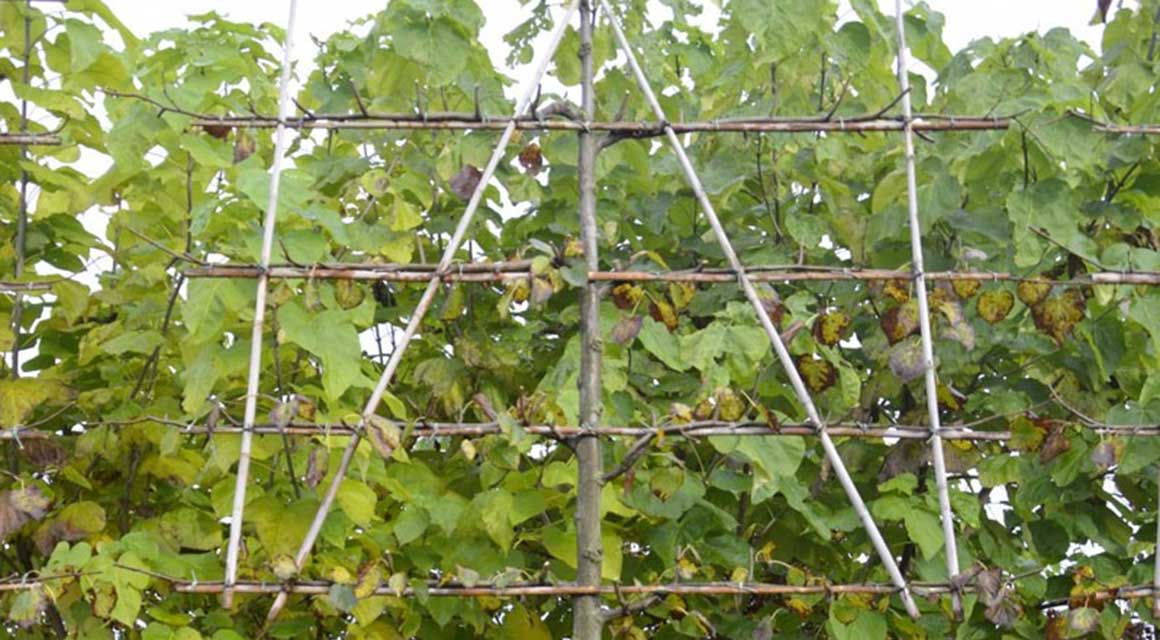 Spalier-Linde für meinen Garten geeignet