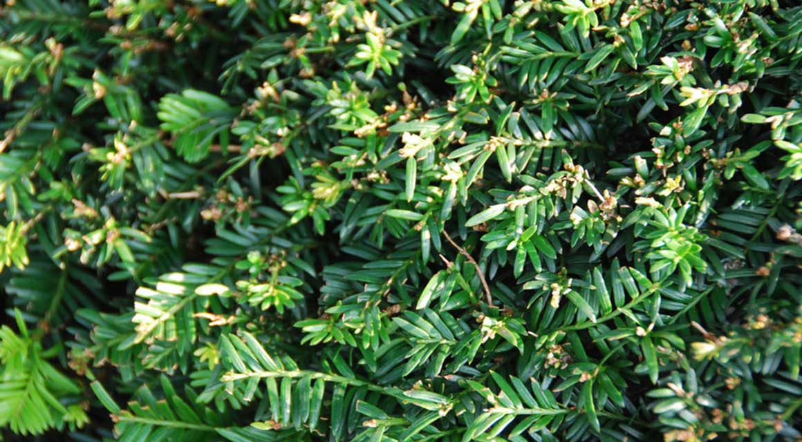 Dezent blühende Heckenpflanzen kaufen taxus baccata