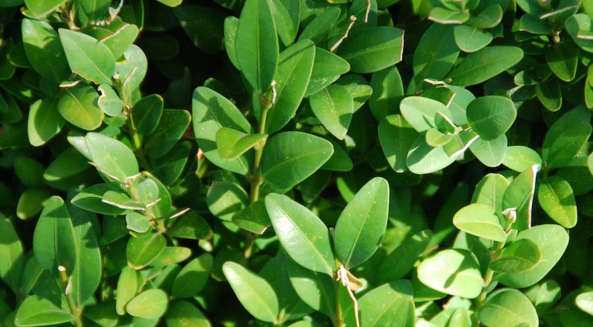 Buxus