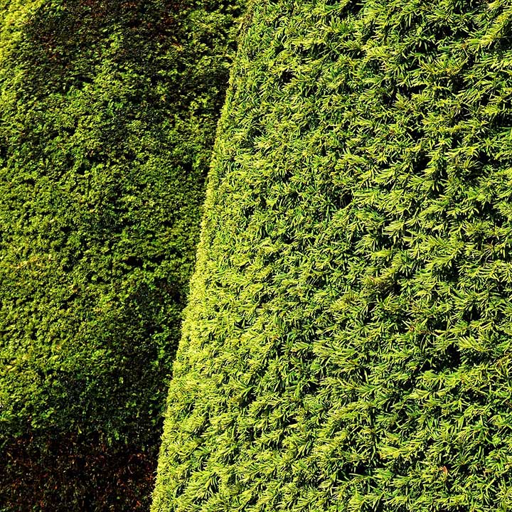 Eiben für Ihren Garten online kaufen