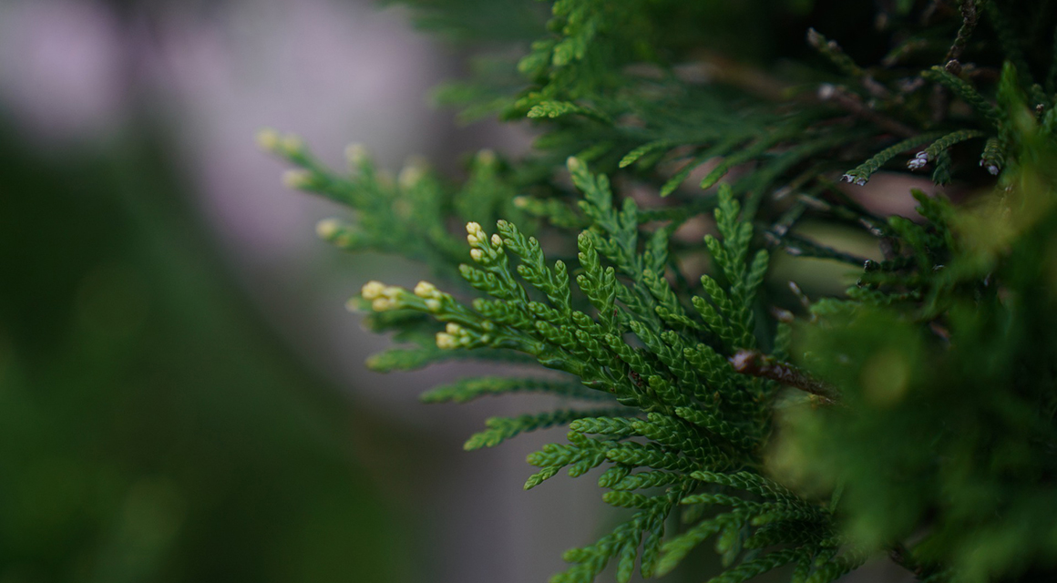 formelle Hecke thuja