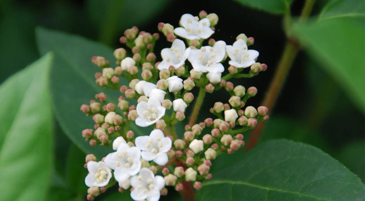 Sehr früh blühend: der Viburnum