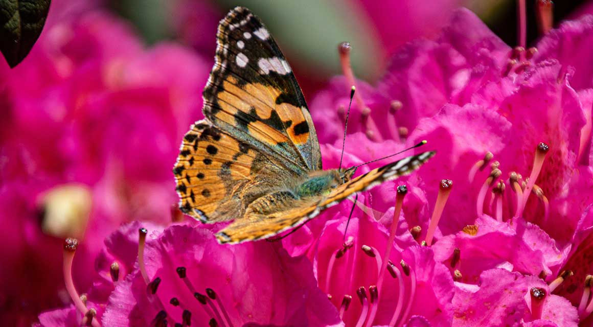 Frühling Farbe Rhododendron