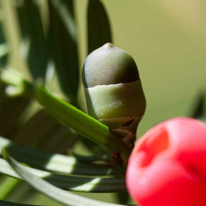 Garteninspiration: Eibe