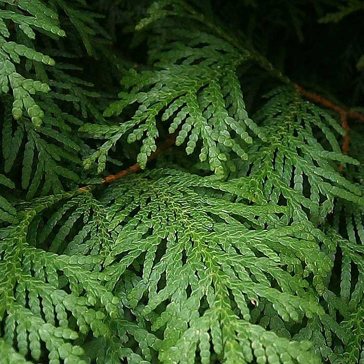 Garteninspiration: Thuja