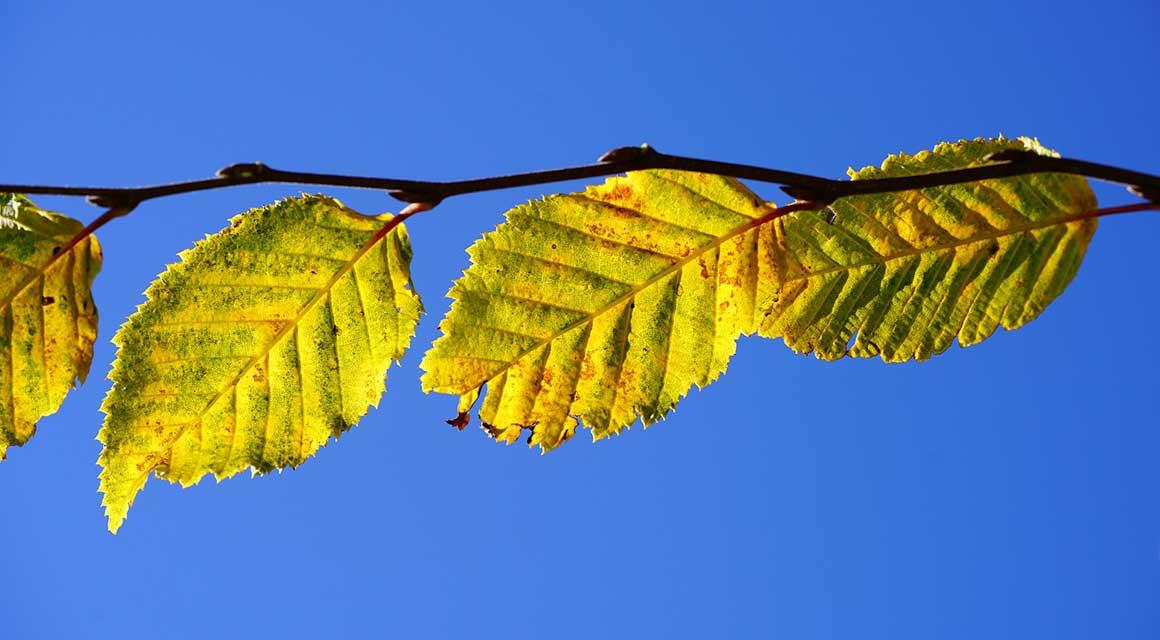 Herbst hainbuche