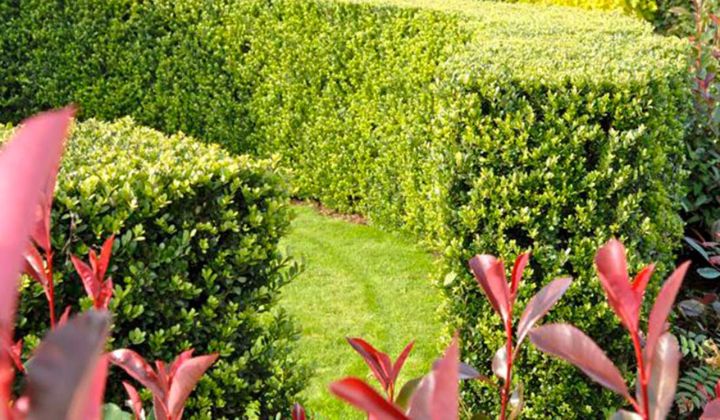 Kirschlorbeer-Hecke wachsen