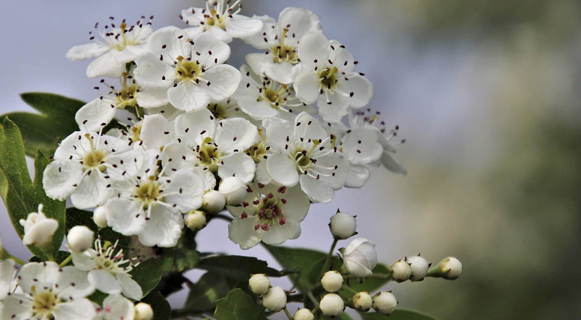 informelle Hecke
