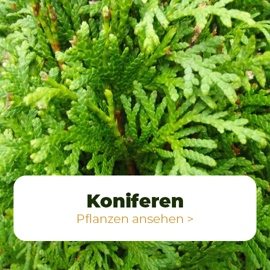koniferen