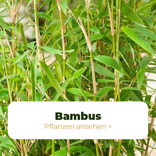 bambus