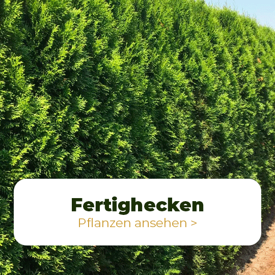 fertig hecken