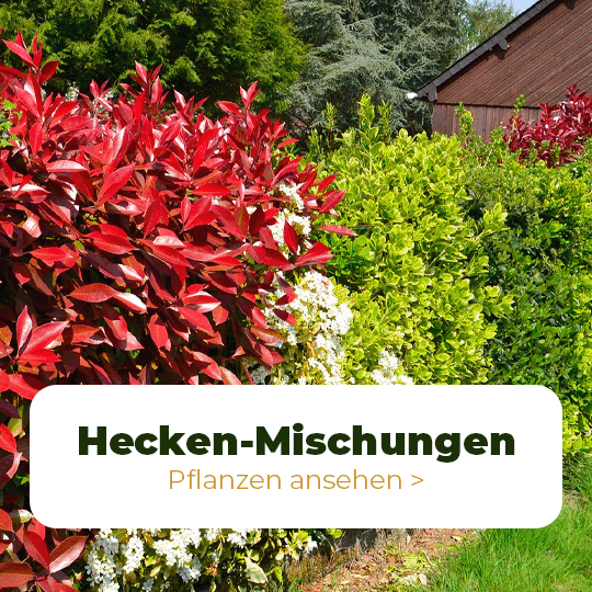 hecken mischungen