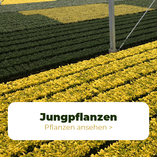 jungpflanzen.html
