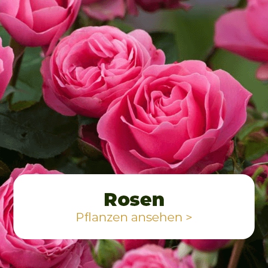 rosen