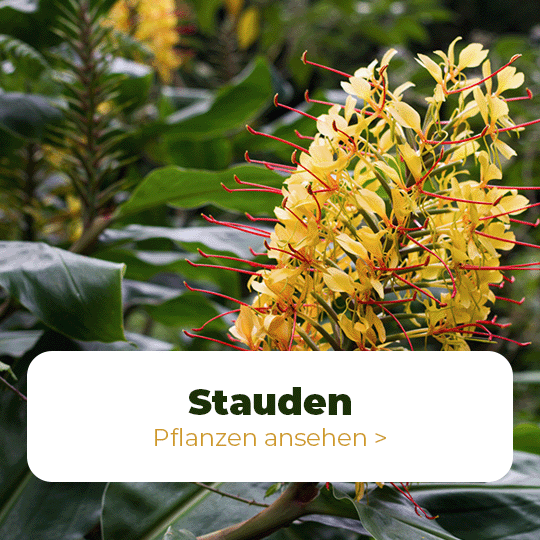 stauden