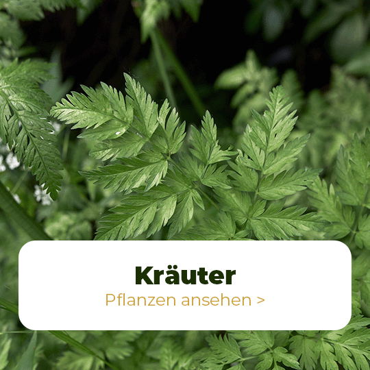 Kräuter