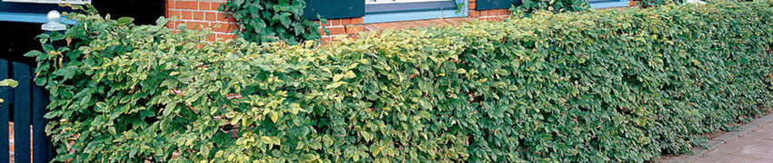 Sträucher als Hecke